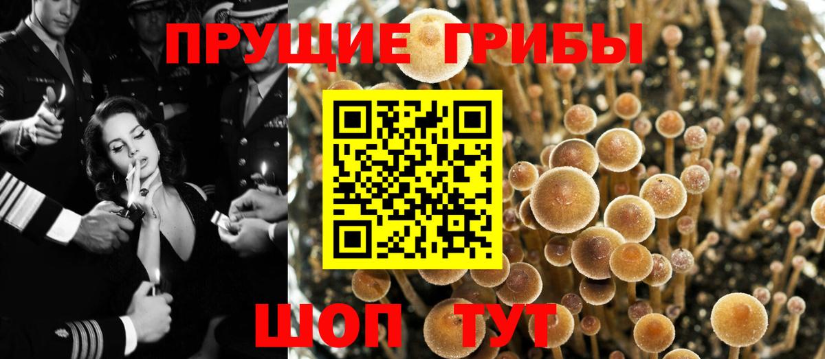 Галлюциногенные грибы Magic Shrooms  Галлюциногенные грибы Psilocybine cubensis  Заречный 